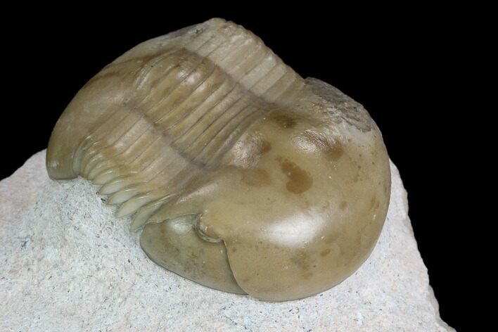 Russian Dysplanus Trilobite - Rare Species #125697